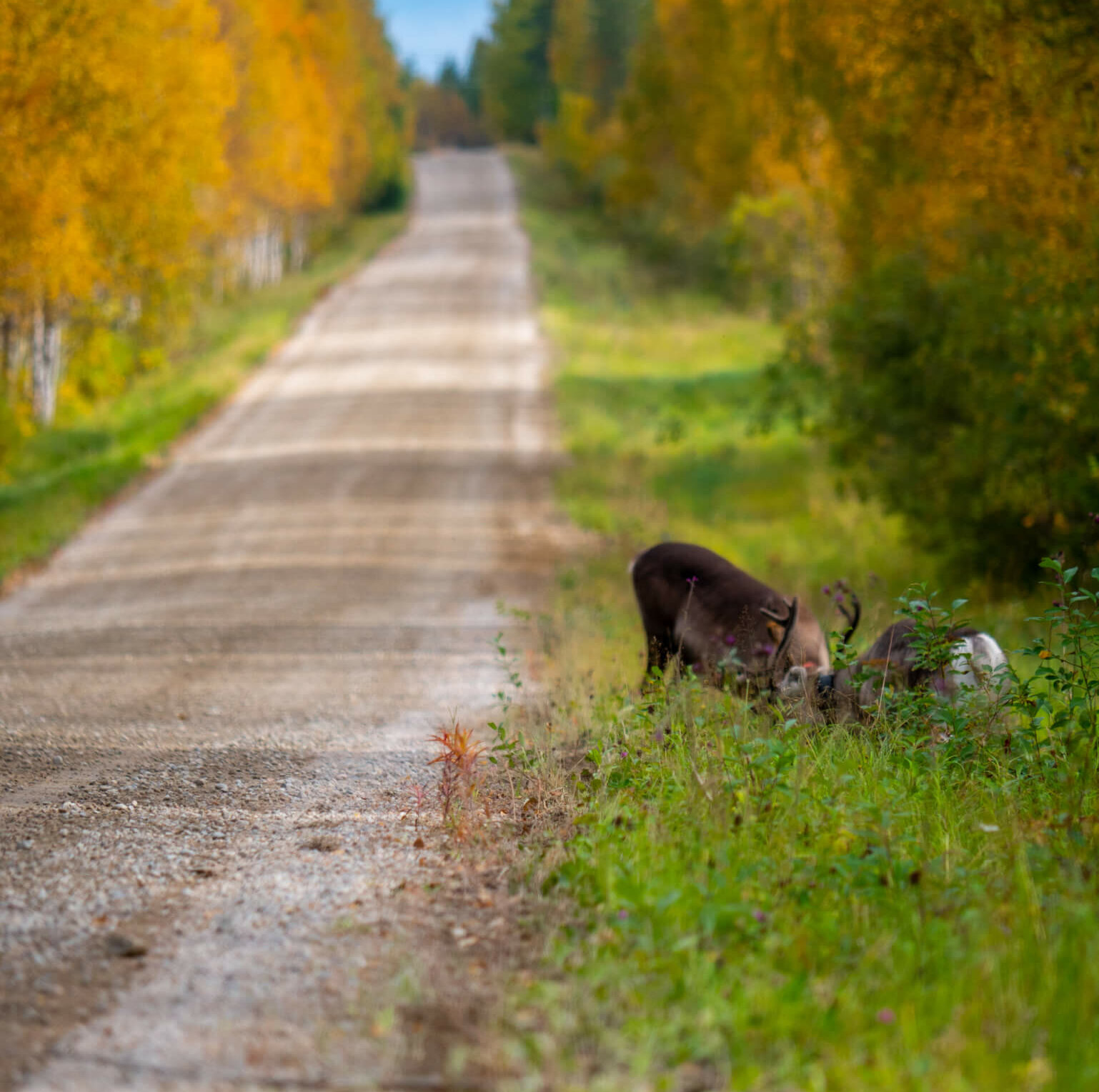 poroja tien laidassa